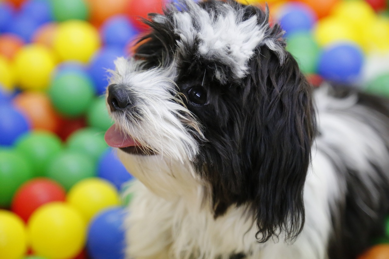 A Guide to Understanding the Shih Tzu